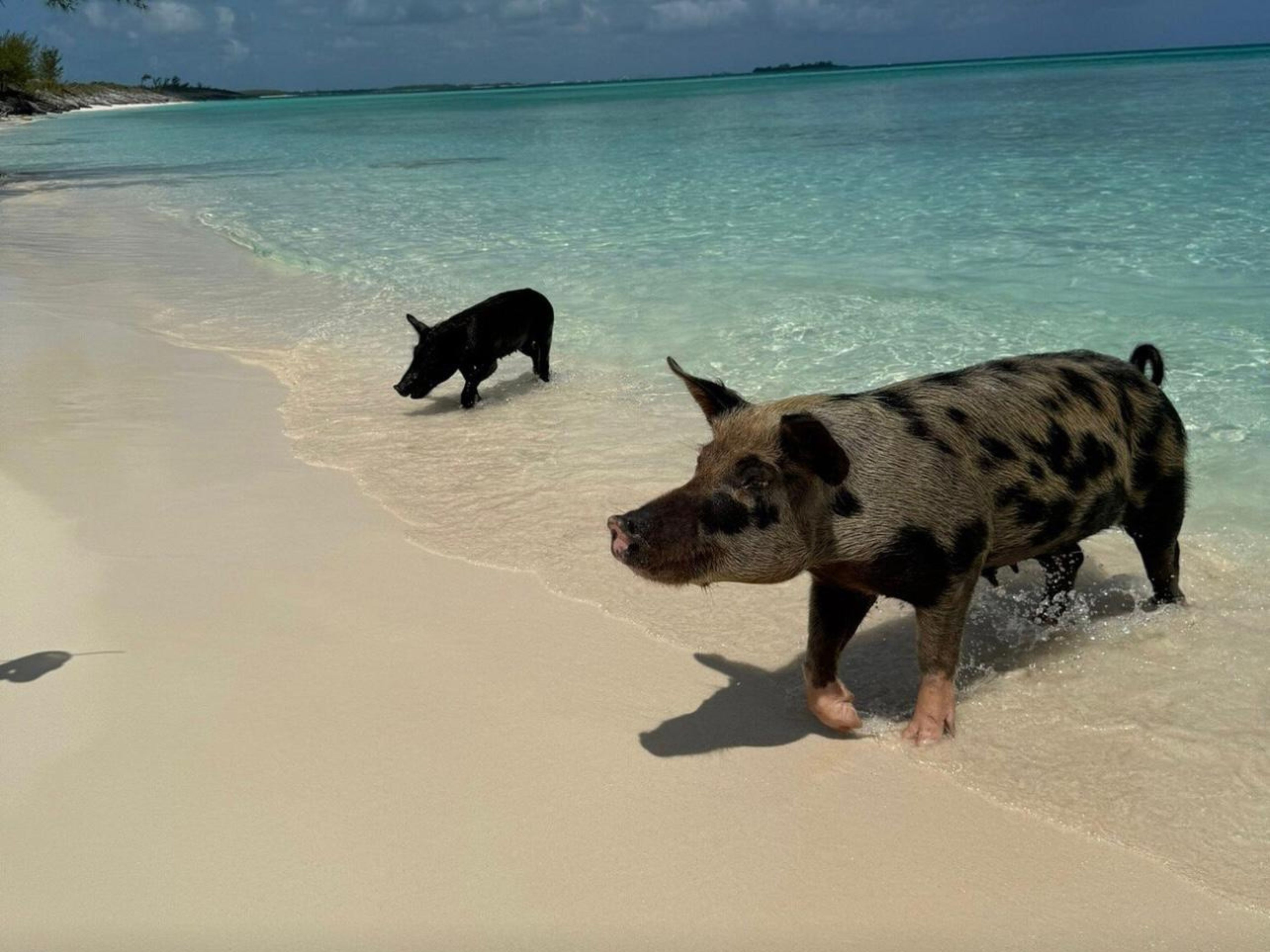 FAST-TRACK SWIMMING PIGS ENCOUNTER