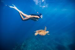 Ultimate Turtle Snorkeling Tour