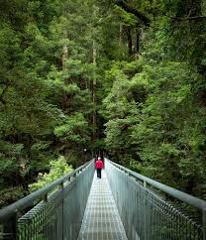 Otway Fly Treetop Walk, Waterfalls & Redwoods Tour from Melbourne