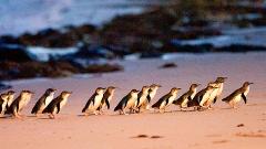 Private Phillip Island Customised Full Day Tour
