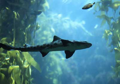 Leopard Shark Encounter