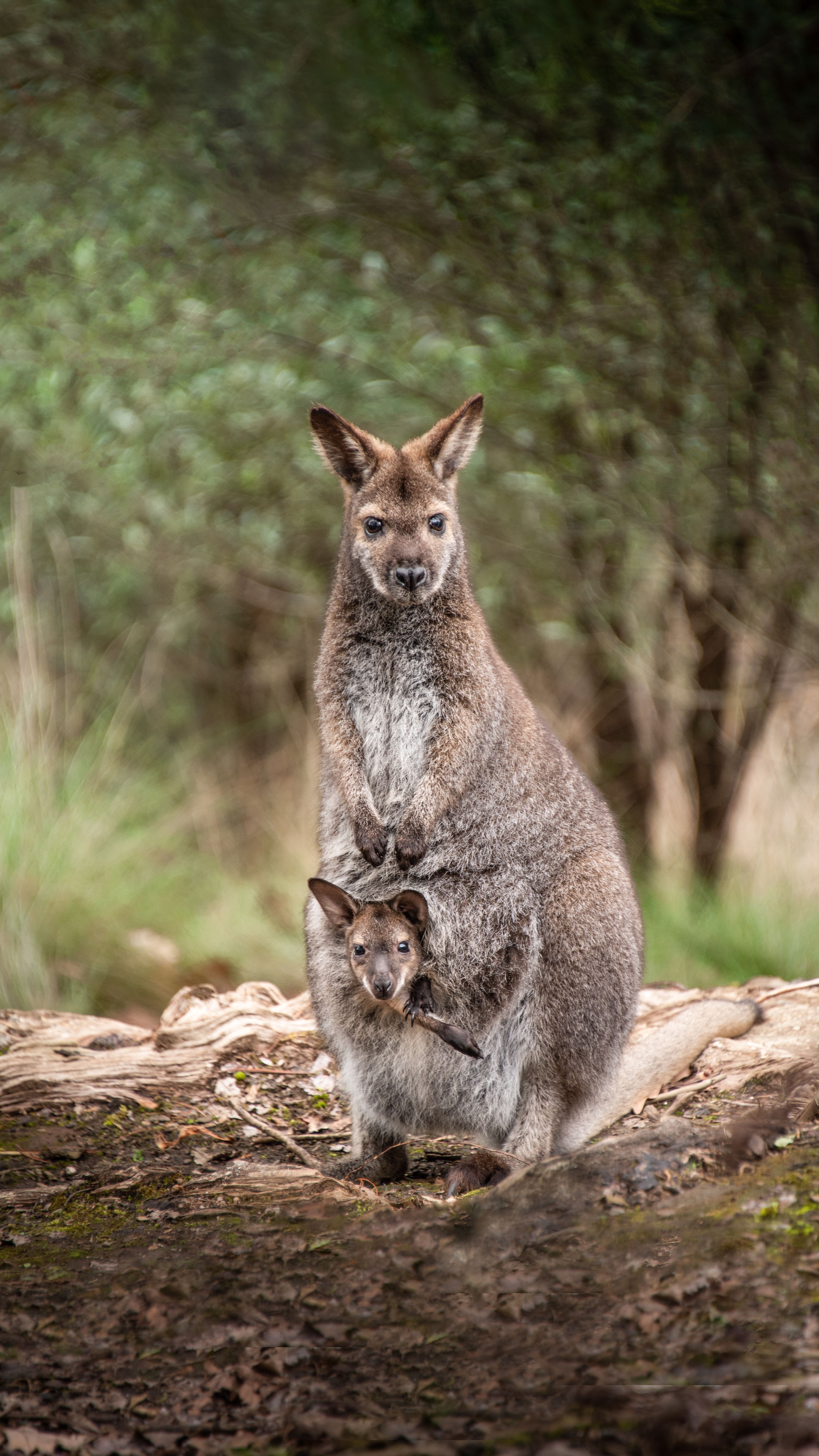 Shore Excursion - Burnie to Cradle Mountain