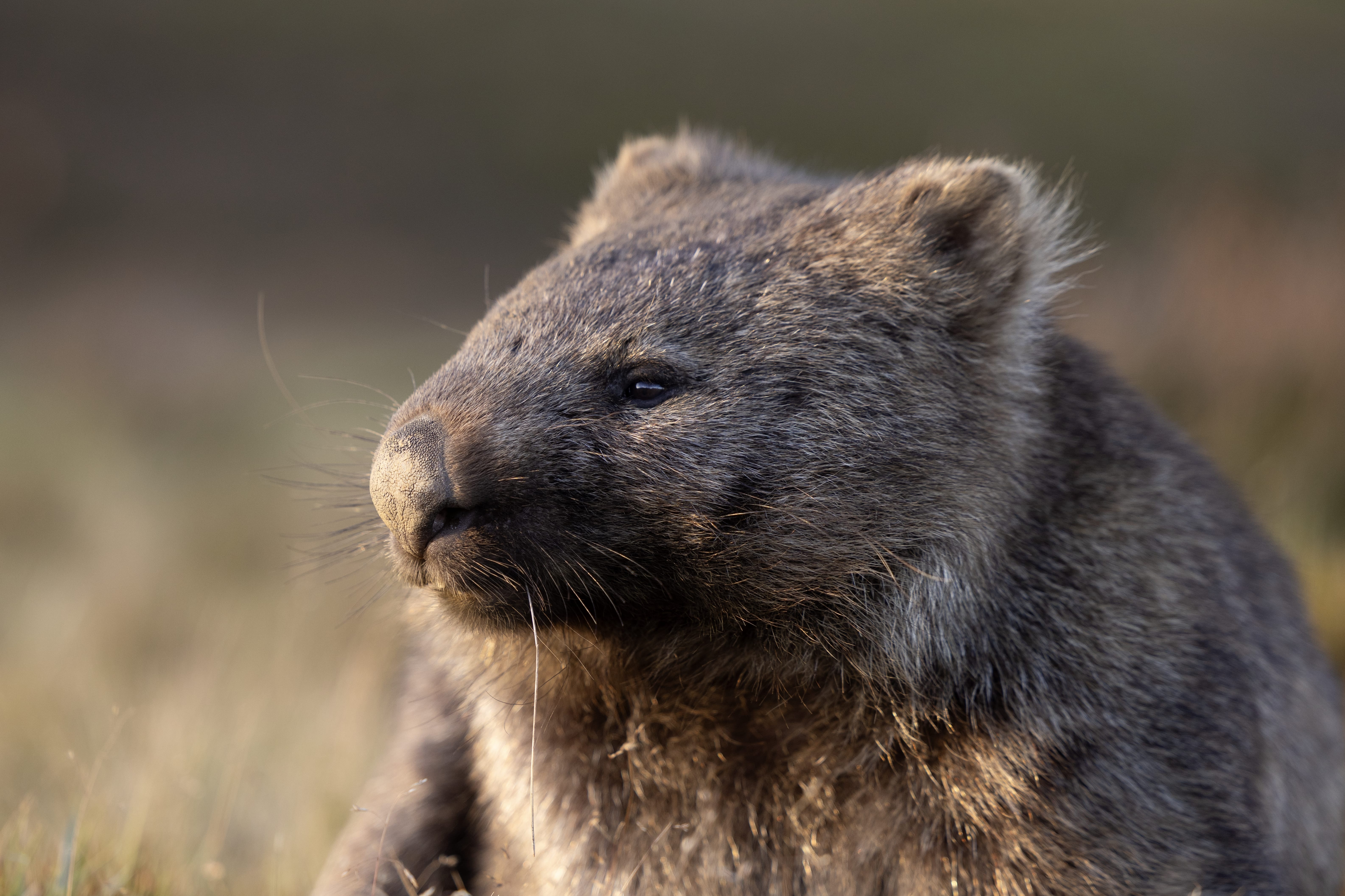 Shore Excursion - Burnie to Cradle Mountain