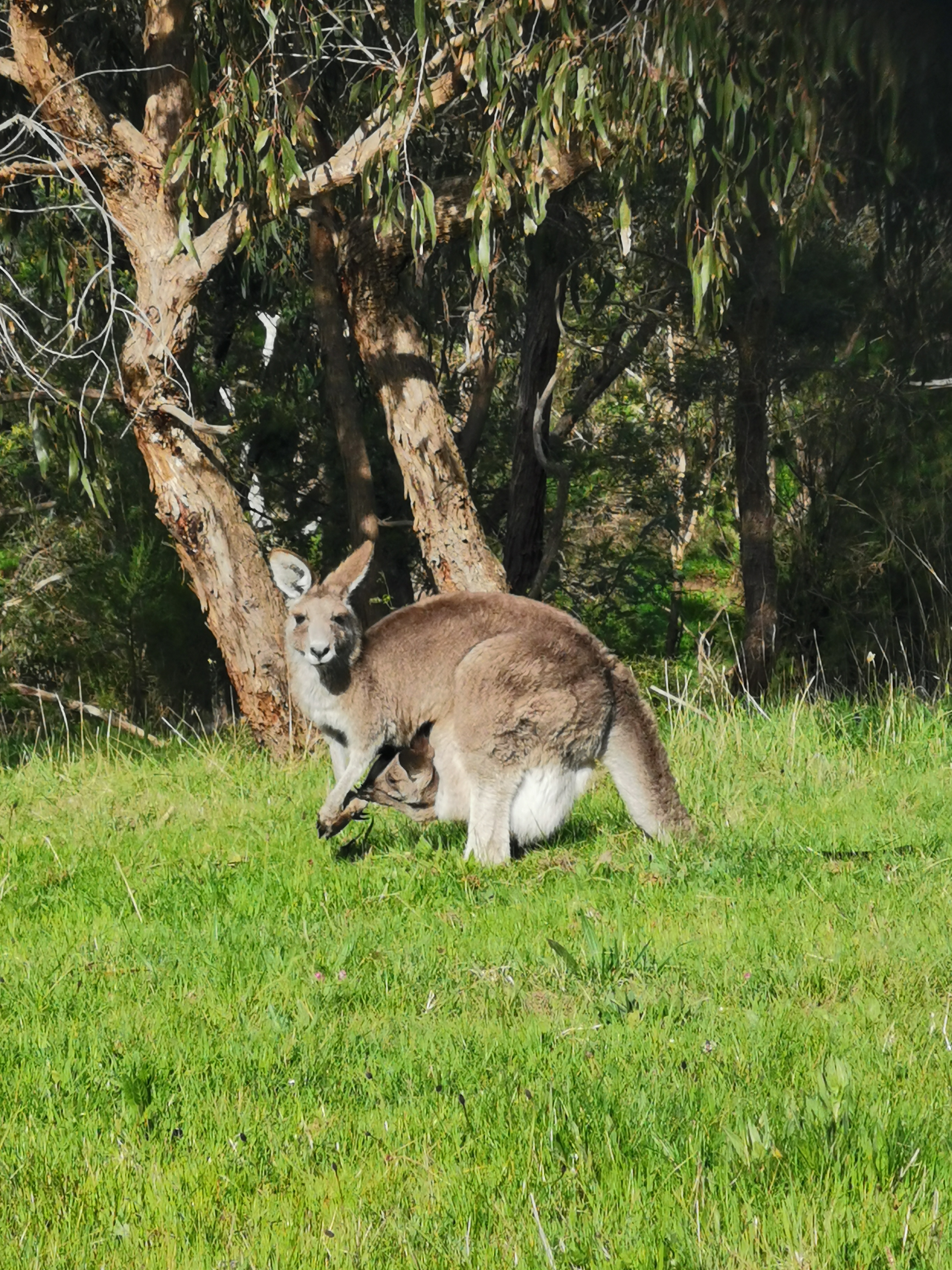 Melbourne Tour: Walk the Yarra to the Historic Fairfield Boathouse