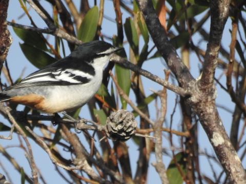 19C0B7C3_74F7_4F51_9754_444320B64338_1_105_c