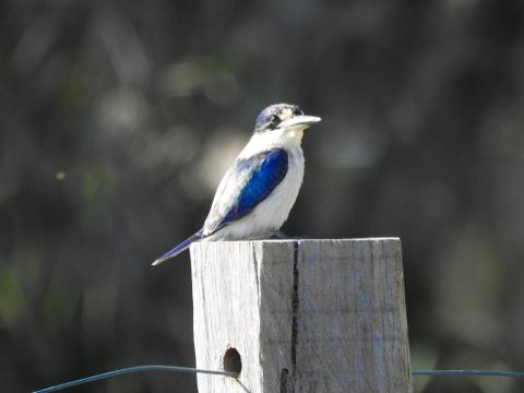 3D42A6F9_C830_4A2A_B5F1_FAB31125E970_1_105_c