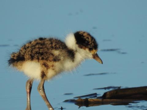 572A5BEA_CEC8_496E_9046_A6B89D1BC5F4_1_105_c