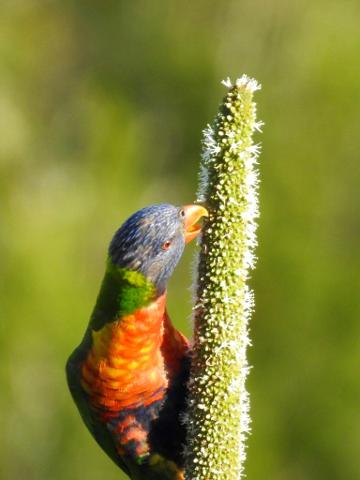 5AC3B448_D93C_4BFB_9635_DE147524110A_1_105_c