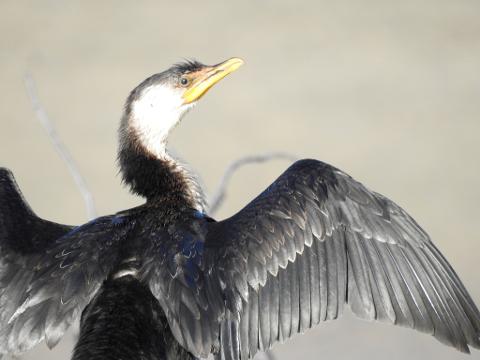 5DEA38DF_E8A2_4798_B500_361C30A846F3_1_105_c