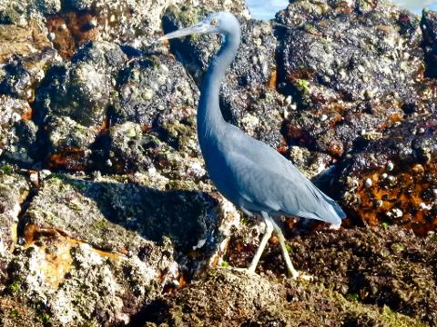 602D4C5B_DD92_4246_AE71_22C2BAE3AD32_1_105_c