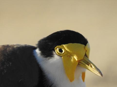 66BF39A2_4022_4086_9380_1DF7C36375BD_1_105_c