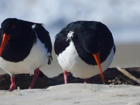 839AF821_C7BC_4626_A5A8_D0B8FB41C20E_1_105_c