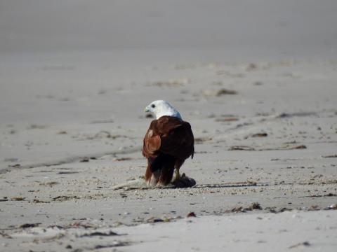 8945176A_E997_4479_B8F9_AC20E1A2B17B_1_105_c