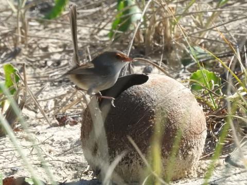 977DC941_0816_42AF_B1D2_C6086BAF77B8_1_105_c