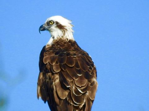 BFECCBB1_140E_44A1_8642_F7F1810841A0_1_105_c