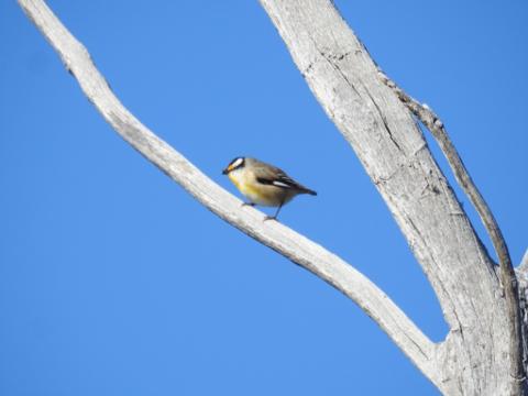 CA61117A_EEC7_4BD9_B879_E91E30075051_1_105_c