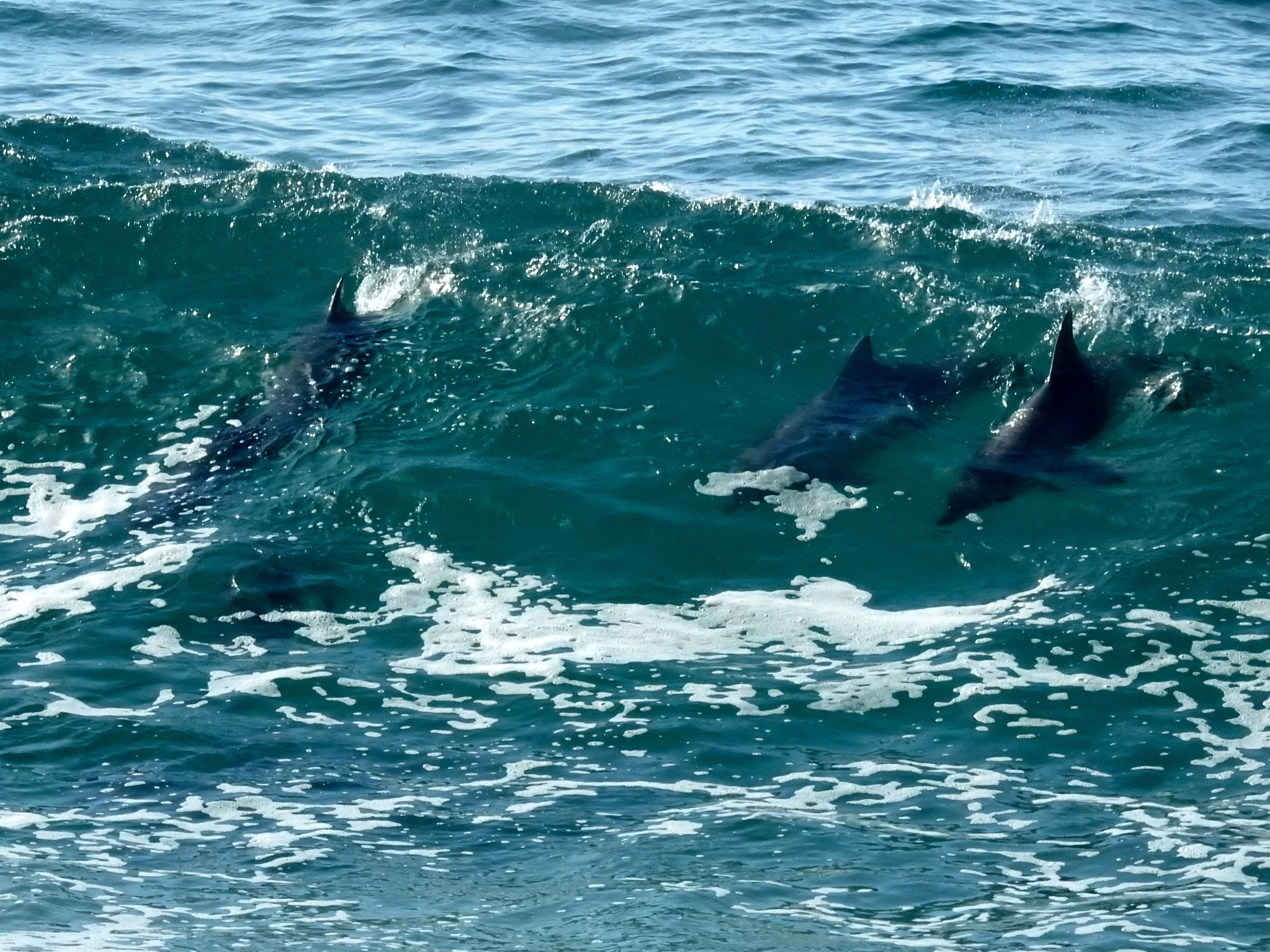Broken Head Nature Tour