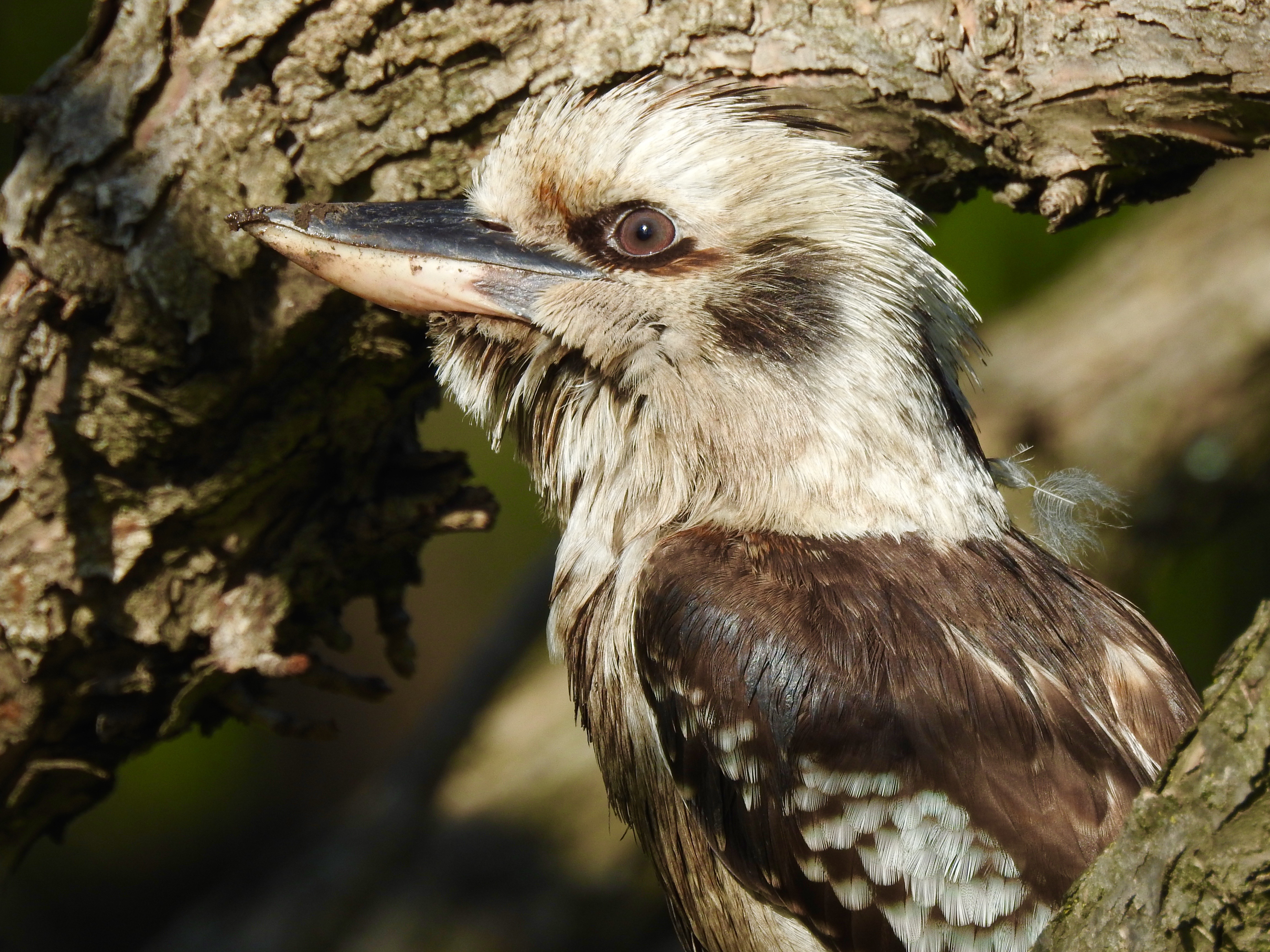 Broken Head Nature Tour