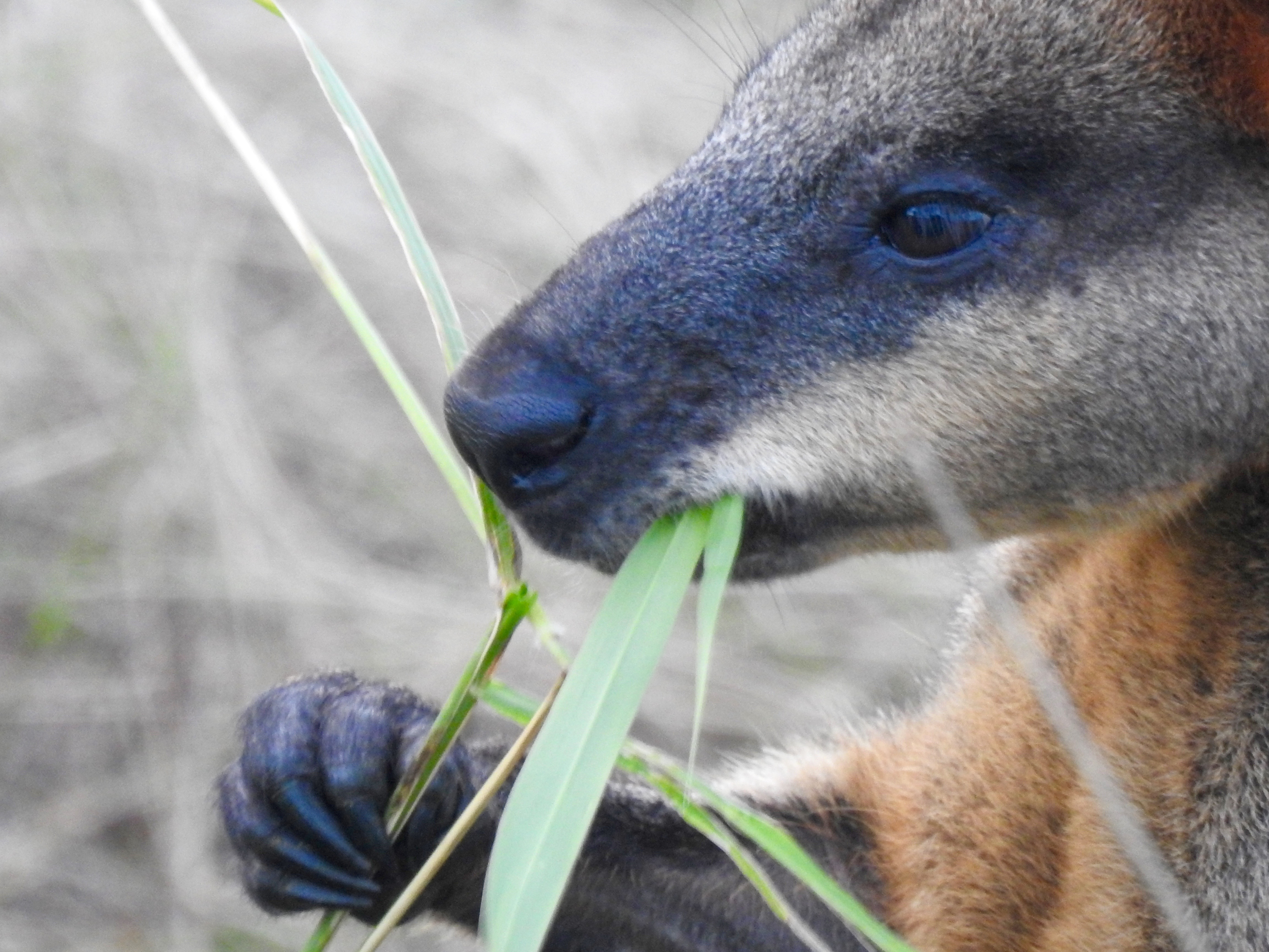 Broken Head Nature Tour