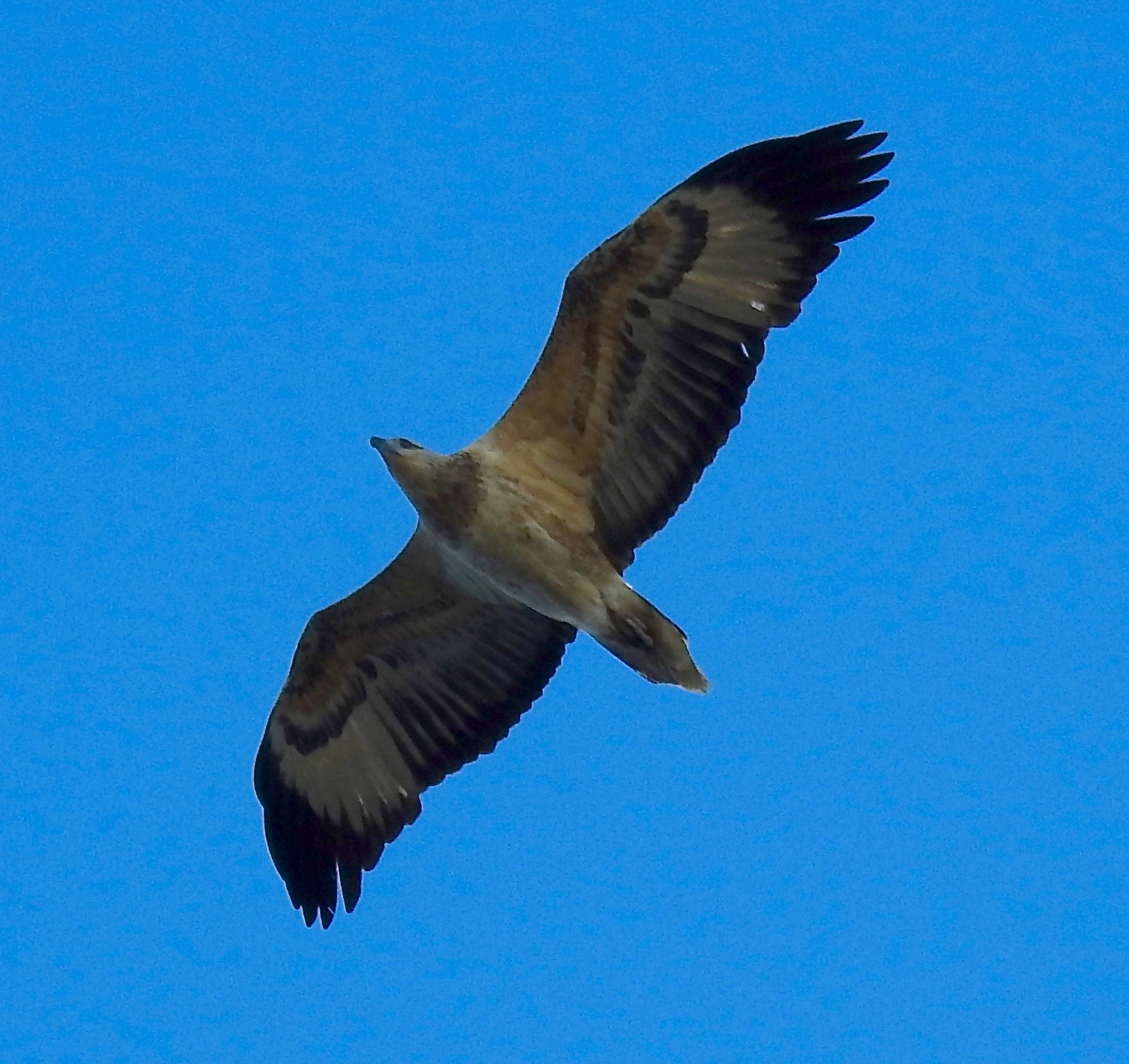 PRIVATE CUSTOM  GUIDED ECO-TOUR