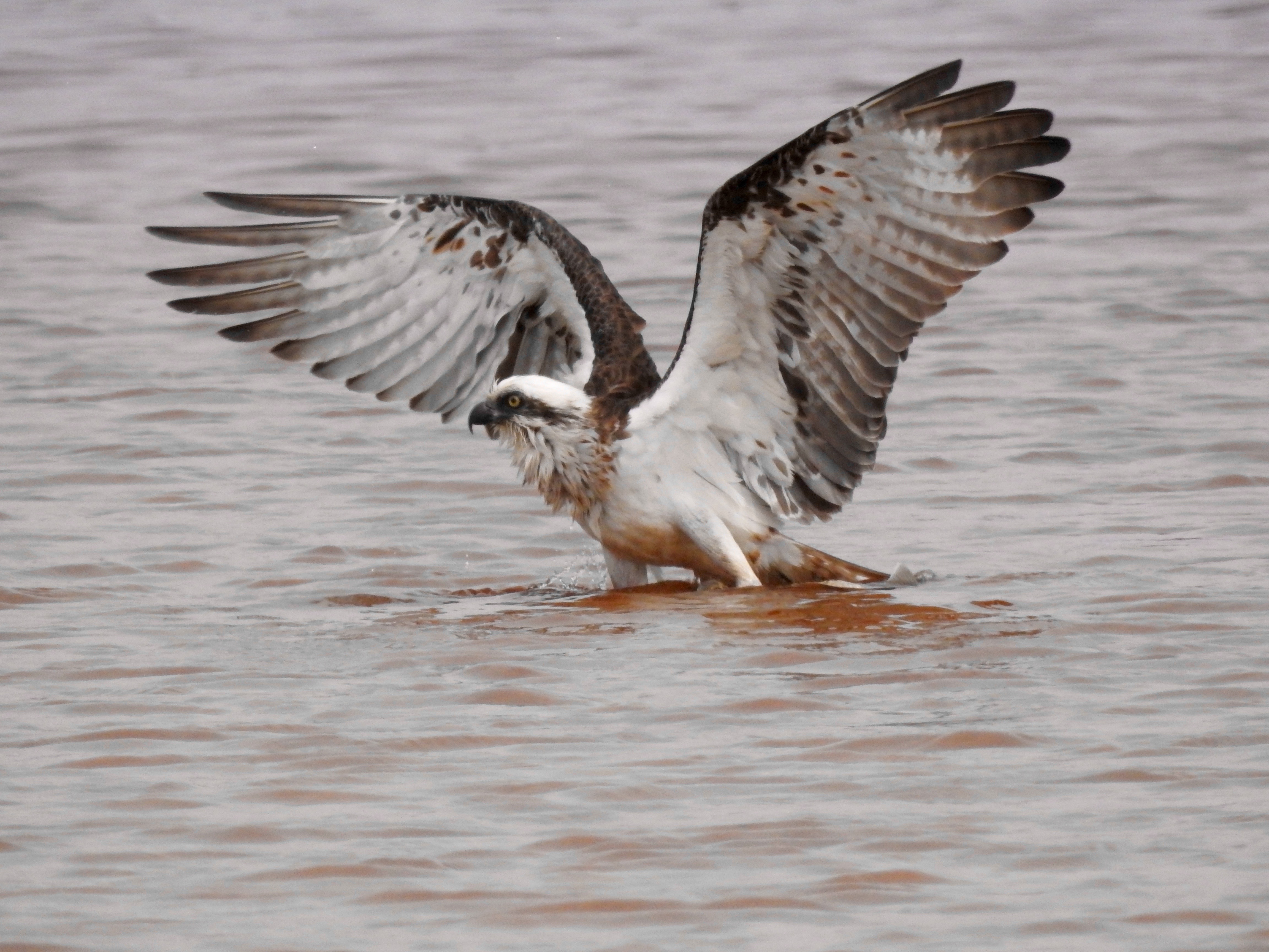 Broken Head Nature Tour