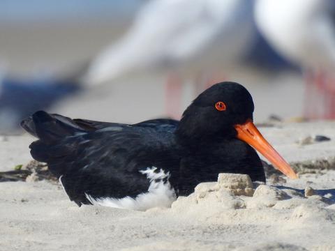 E8360C42_B234_46D5_9590_62CDB7727C90_1_105_c