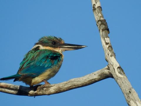 Birding in Byron - Full Day 