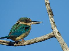 Birding in Byron - Full Day 