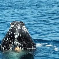 386708461_862978282329040_5536003586575273872_n