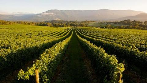 Swan Valley Private Tours