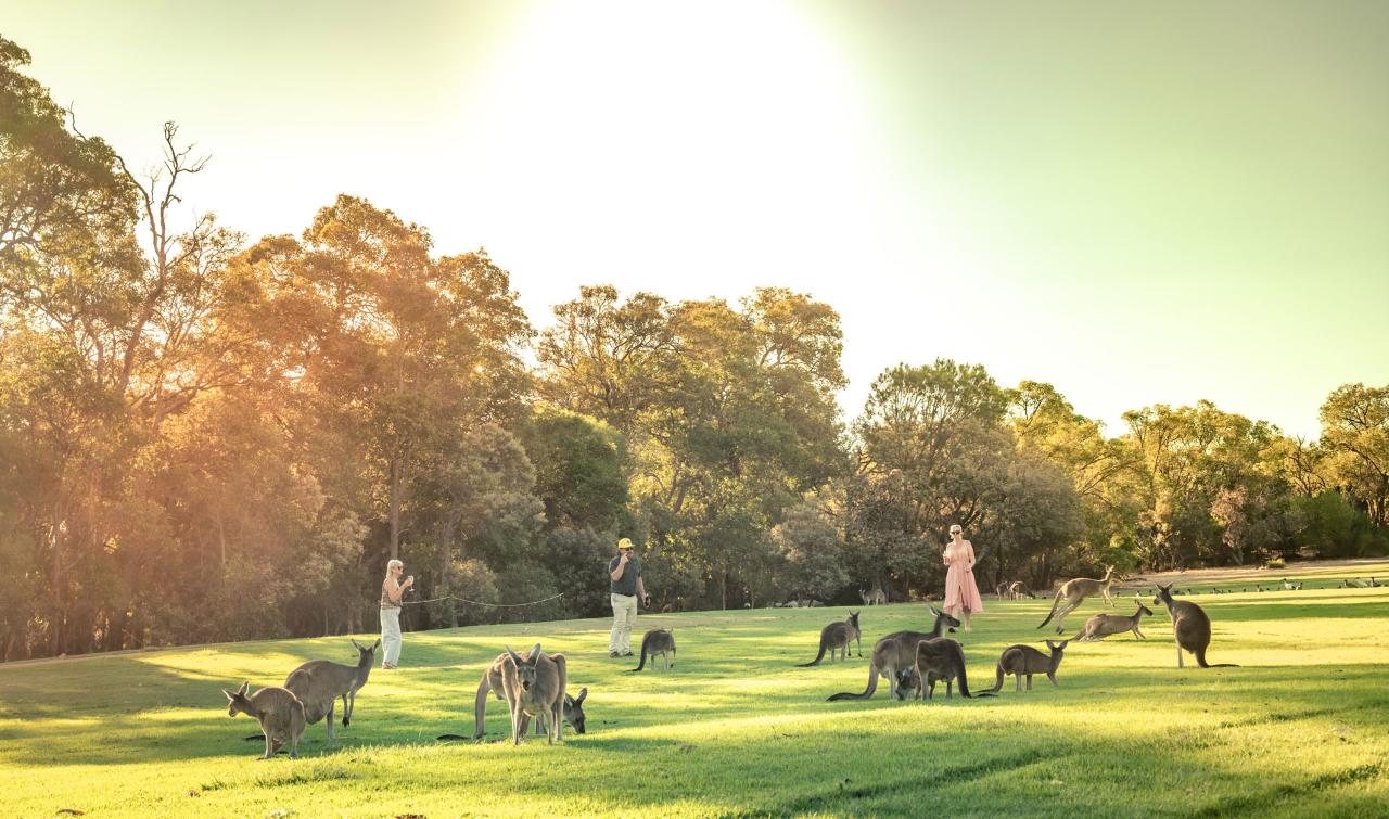 Kangaroo Safari Package