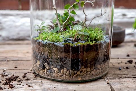 d453ddfb90854aca93fb8c724347b23chow_to_make_terrariums_848007_20_c54312d99b1348cfa3b827d389a5fbdb