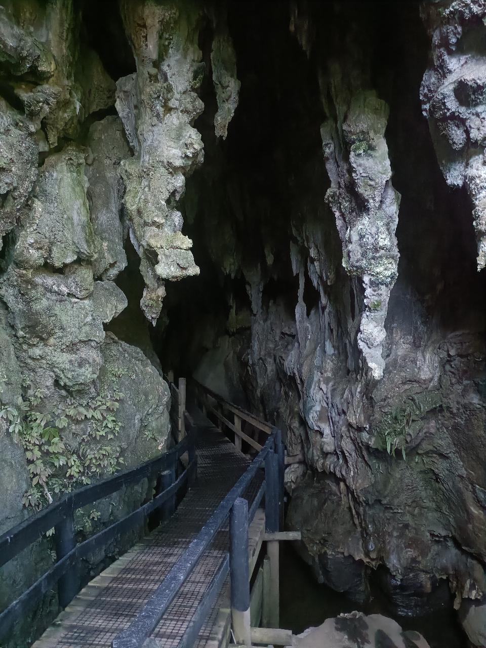 Kawiti Glowworm Cave tour 