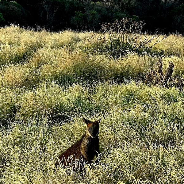 Island Explorer Penguin Parade Transfer (Night)