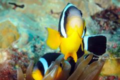  Formation PADI Open Water avec eLearning – Belle Mare, Île Maurice