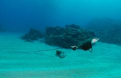 PADI Drift Diver Specialty 