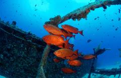 PADI Wreck Diver Specialty 