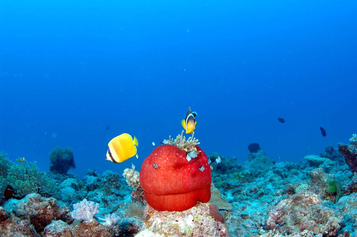 Remise à niveau + Une plongée à Belle Mare