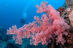Discover Scuba Diving + Sea Dive