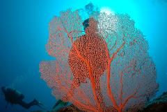 PADI Deep Diver Specialty