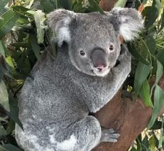 Best of Sydney's Wildlife & Beaches - Private Tour