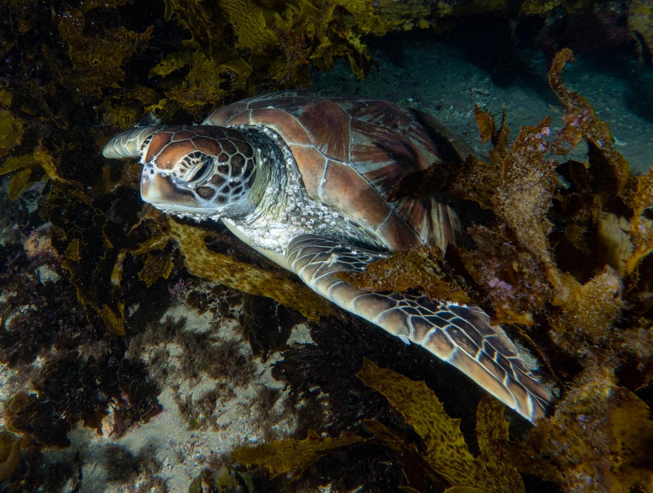 Sydney Above and Below the Water - Private Tour