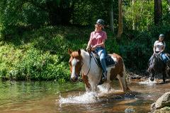 Sydney,  Central Coast, Horse Riding, Kangaroos and Koalas - Private Tour
