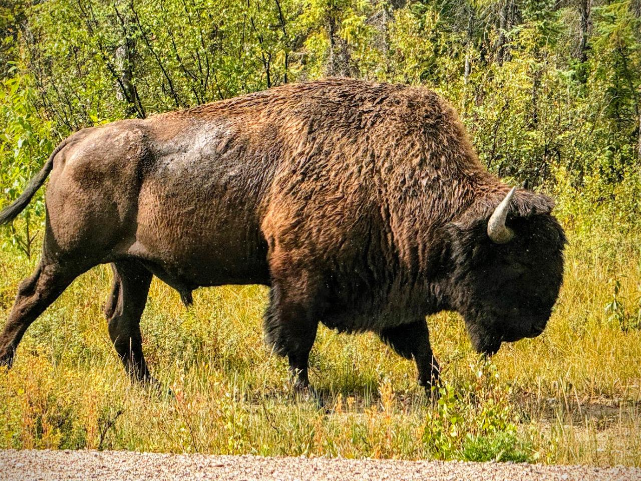 Bison and North Arm Scenic Highway Bus Tour - Bus
