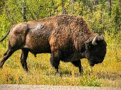 Bison and North Arm Scenic Highway Bus Tour - Bus