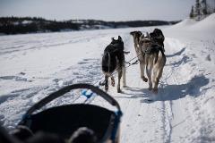 U-Drive Dog Sled Adventure