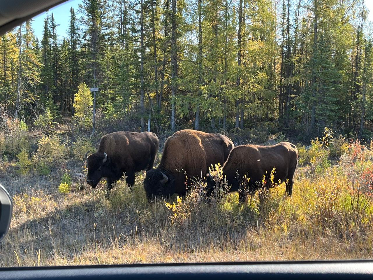 Bison Highway Wildlife Tour
