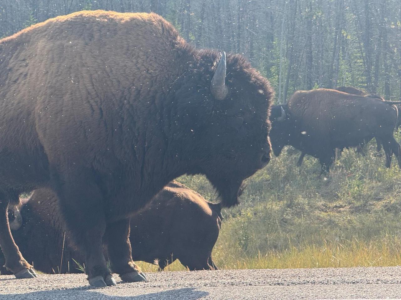 North Arm & Bison Adventure | Women-Only Day Tour from Yellowknife
