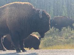 North Arm & Bison Adventure | Women-Only Day Tour from Yellowknife