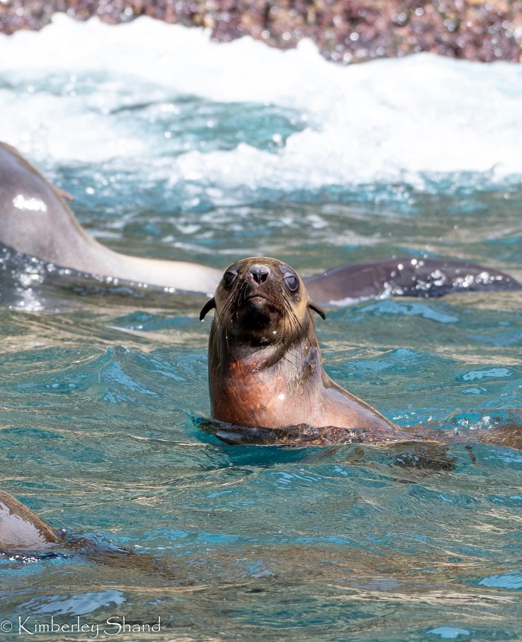 Cape Bridgewater Seal Caves Tour